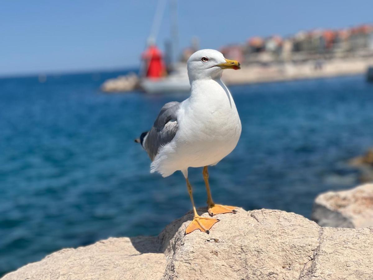 Studio Piran Apartman Kültér fotó